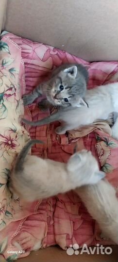 Отдам котят в добрые руки