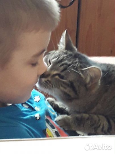 Кошка в дар бесплатно