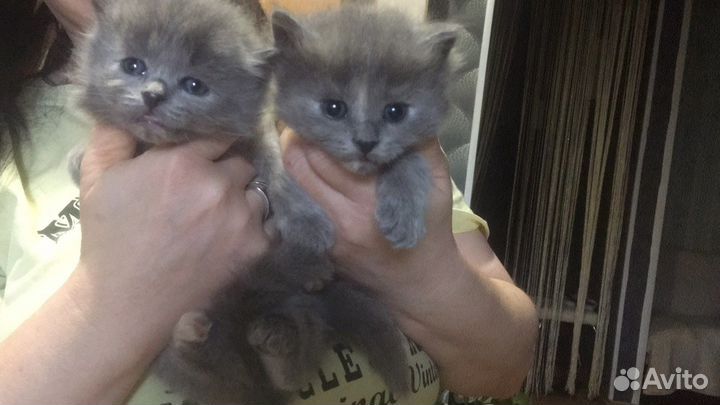 Британские котята
