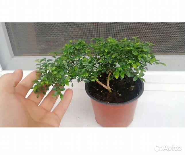 Замиакулькас Зензи и Мурайя min-a-min dwarf