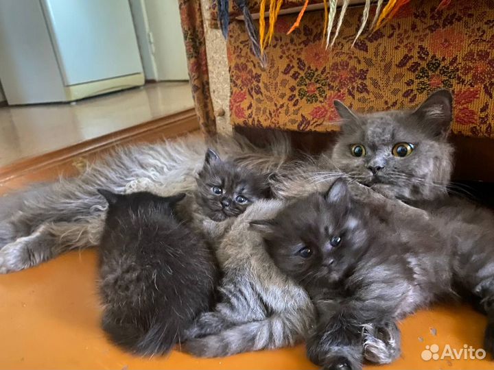 Котята в хорошие руки