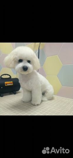 Обучение-стрижка собак и кошек. Обучение грумингу