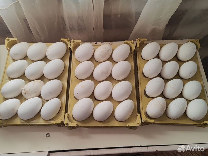 Яйца гусиные инкубационные