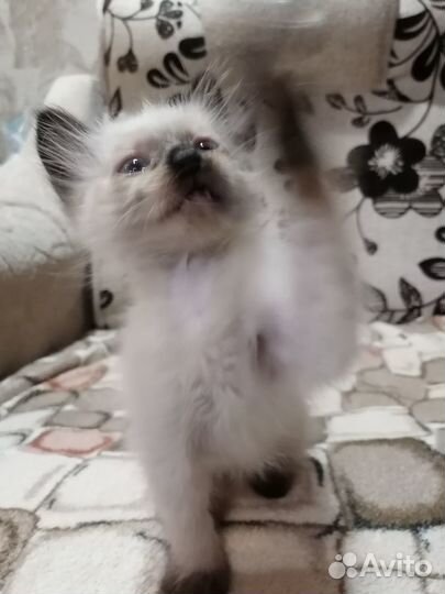 Тайские котята
