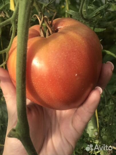 Рассада томатов(помидоры),перец,баклажаны