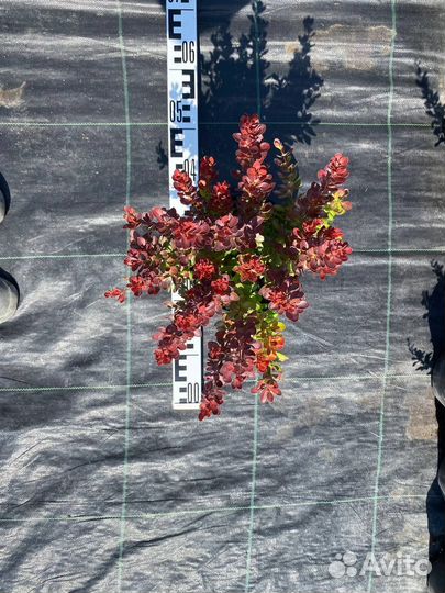 Барбарис Berberis thunb. 'Lutin Rouge' С3