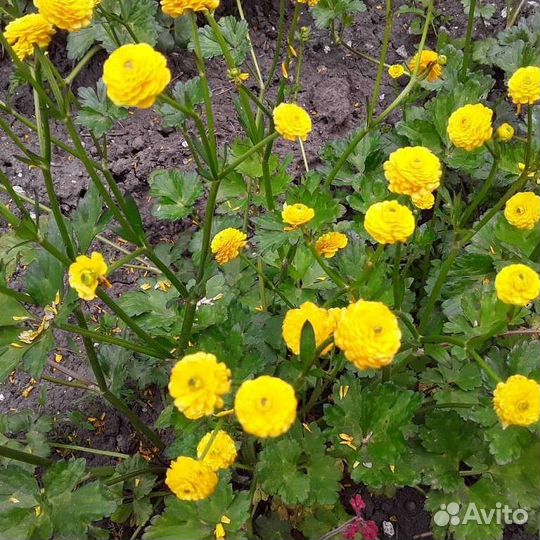 Цветы лилии, лютики