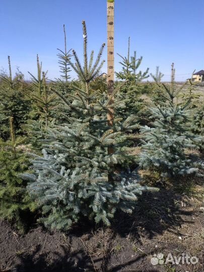 Голубая ель