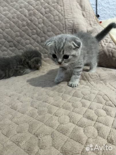 Вислоухие котята