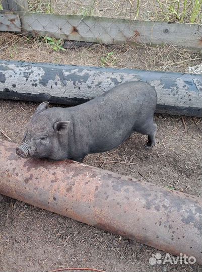 Поросята вьетнамские вислобрюхие