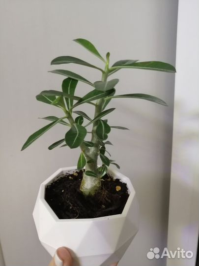 Адениум взрослый