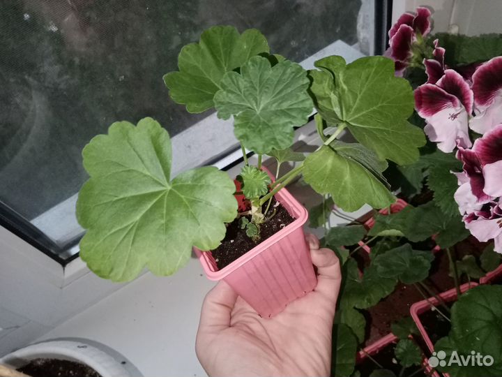 Пеларгония зональная