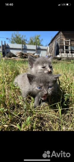 Котята в добрые руки бесплатно