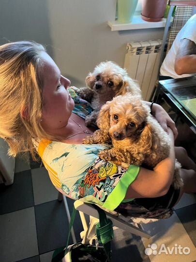 Передержка маленьких собак