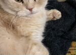 Шотландская вислоухая персиковая кошка