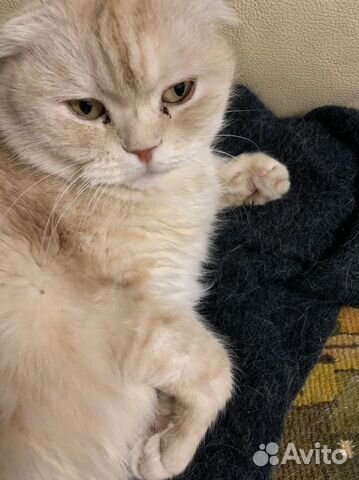 Шотландская вислоухая персиковая кошка объявление продам