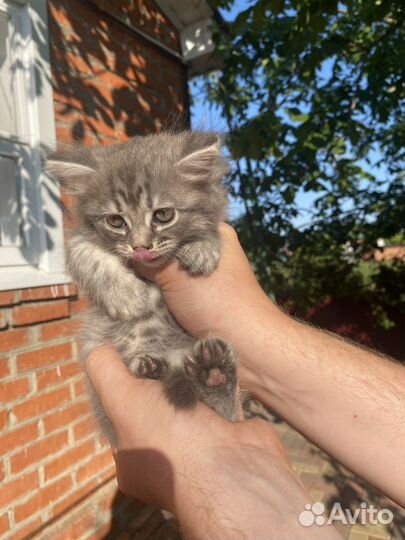 Кошка породистая бесплатно