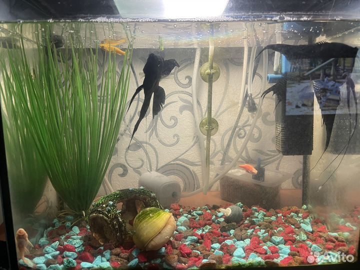 Аквариум с рыбками