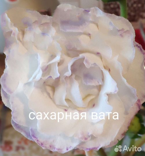 Глоксиния махровая сортовая(срез листа,укор.лист)