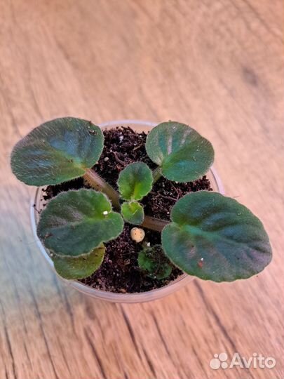 Детки сортовых фиалок