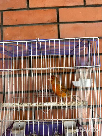 Кенара и канарейки