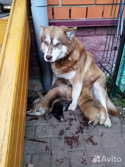 Щенки хаски