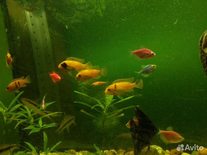 Цихлиды еллоу, скалярии, гурами, петушок