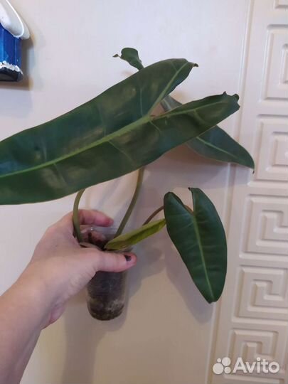 Филодендроны