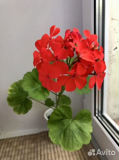 Пеларгония герань