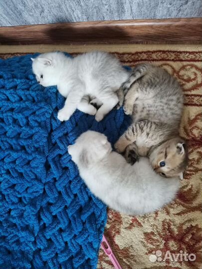Котята британской серебристой шиншиллы