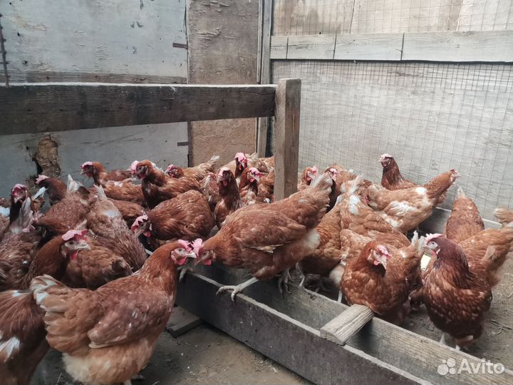 Куры несушки