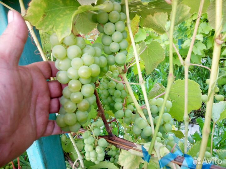 Черенки винограда зимостойких сортов