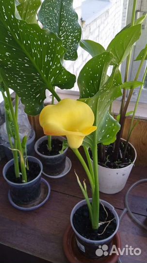 Лилей Каллы и физалис/гибискус и почвопокров,Колеу