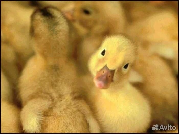 Мускусные утята белые