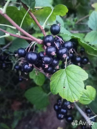 Малина, черная смородина ягоды свежая