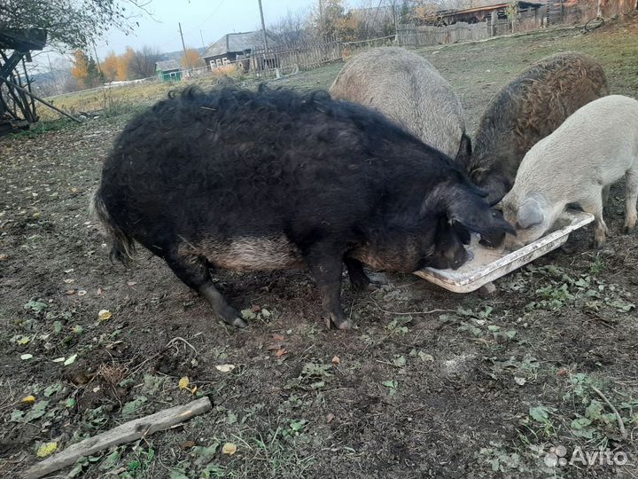 Венгерская мангалица