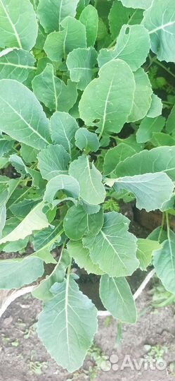 Рассада капусты