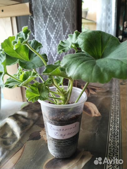 Пеларгонии сортовые Династия Даджи