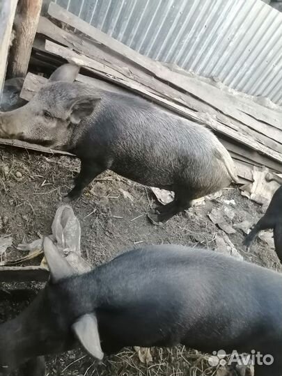 Кабаны на мясо