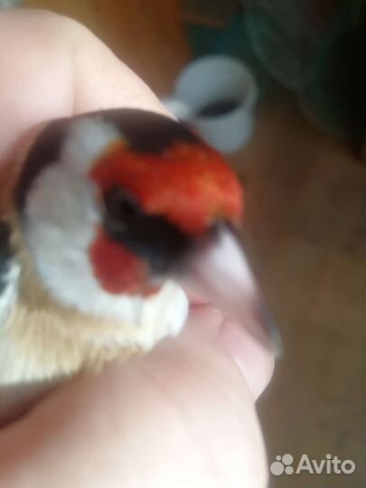 Певчие птицы