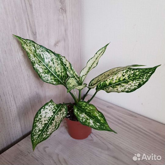 Комнатные цветы 39