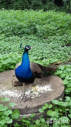 Индийский павлин