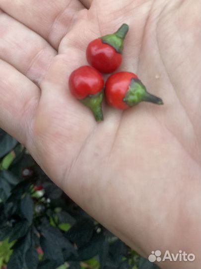 Перец острый