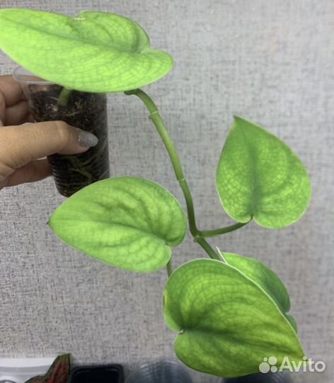 Эпипремнум Сциндапсус