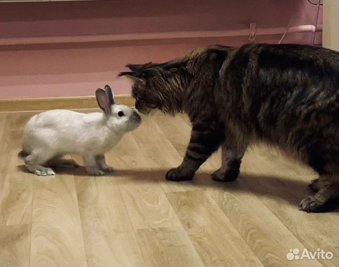 Отель для животных