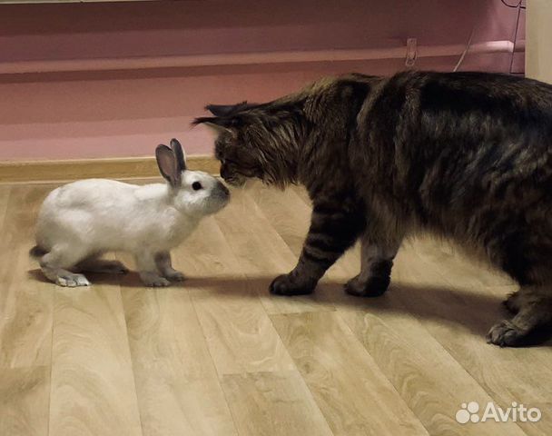 Отель для животных