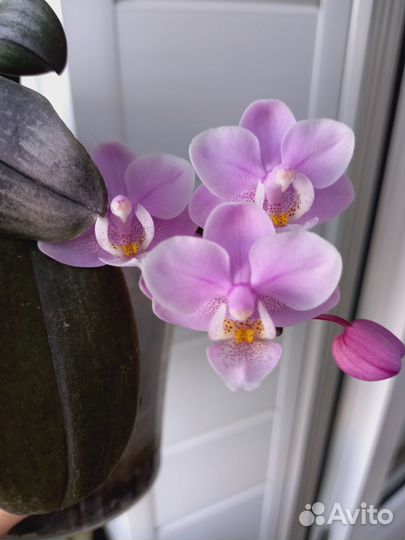Орхидея фаленопсис