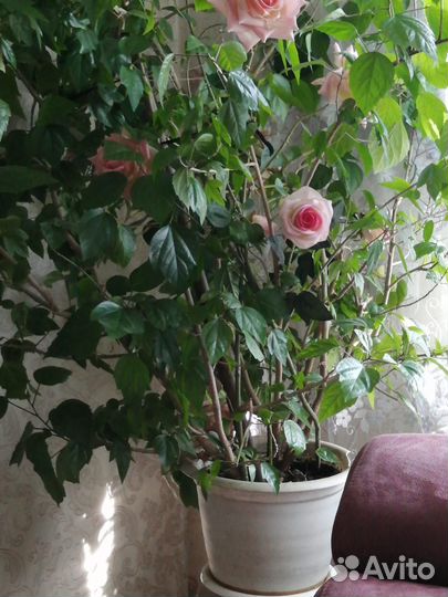 Гибискус китайская роза