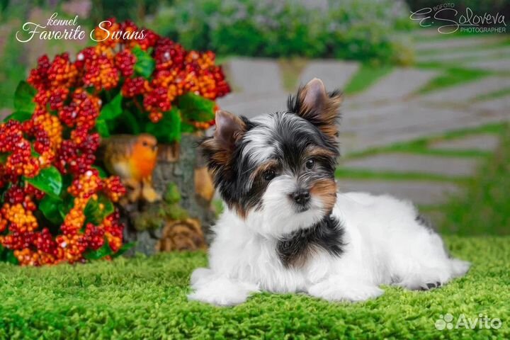 Бивер девочка