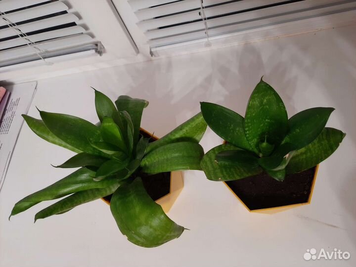 Сансевиерия